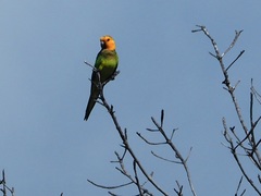 Eupsittula pertinax xanthogenia