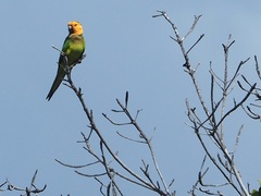 Eupsittula pertinax xanthogenia
