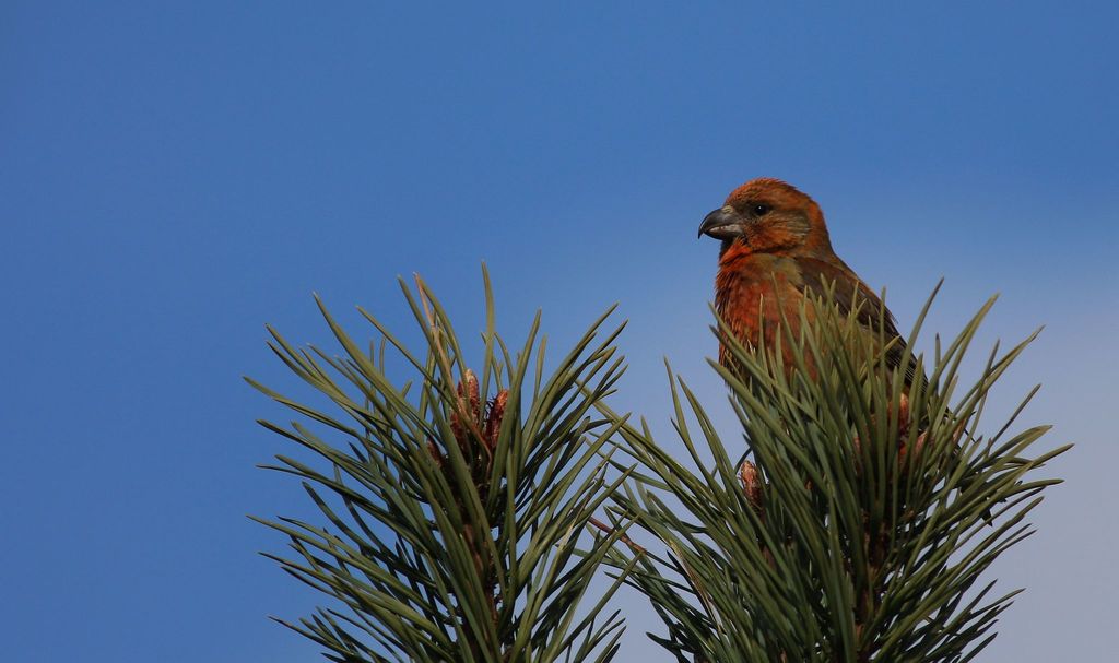 Scottish Crossbill photo