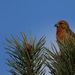 Scottish Crossbill - Photo (c) apout, some rights reserved (CC BY-NC)