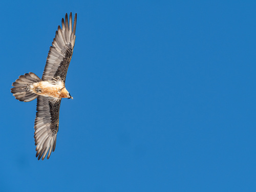 Quebrantahuesos (Gypaetus barbatus)