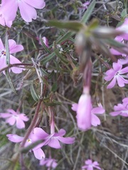 Phlox speciosa