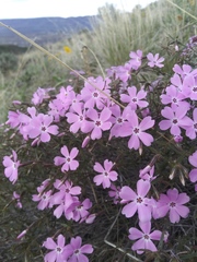 Phlox speciosa