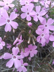 Phlox speciosa