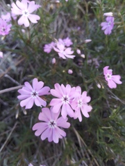 Phlox speciosa