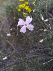 Phlox speciosa