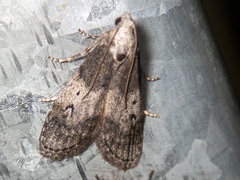 Aphomia baryptera