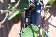 Xerociris wilsonii
