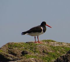 Haematopus ostralegus
