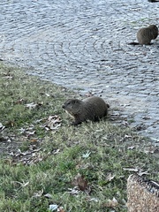 Marmota monax