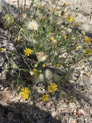 Xanthisma scabrellum