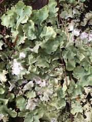 Cetrelia olivetorum image