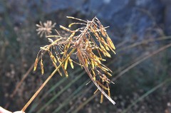 Cyperus hermaphroditus