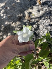 Ruellia leucantha