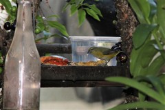 Euphonia chlorotica
