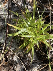 Lachnocaulon