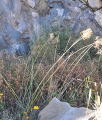 Cyperus hermaphroditus