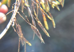 Cyperus hermaphroditus