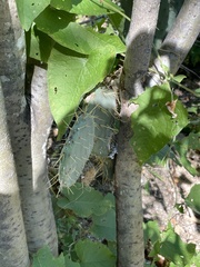 Opuntia caboensis
