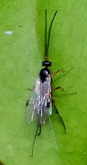 Promicrogaster