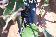 Xerociris wilsonii