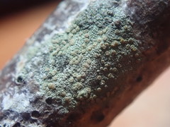 Lecanora flavopallida