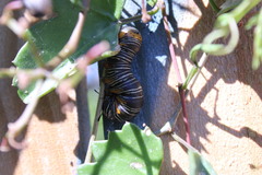 Xerociris wilsonii