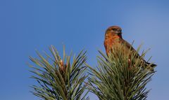 Scottish Crossbill photo 2