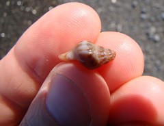 Buccinulum littorinoides