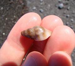 Buccinulum littorinoides