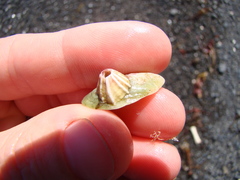 Notobalanus vestitus