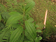 Miconia cataractae