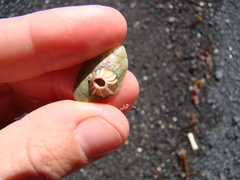 Notobalanus vestitus