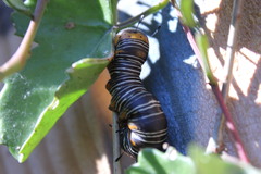 Xerociris wilsonii