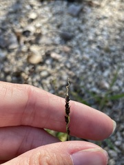 Anthephora hermaphrodita