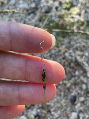 Anthephora hermaphrodita