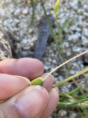Anthephora hermaphrodita