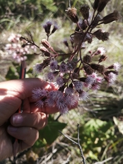 Ageratina deltoidea