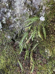 Polypodium amorphum