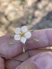 Commicarpus