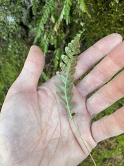 Polypodium amorphum