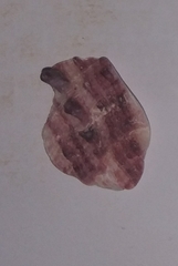 Spondylus gaederopus