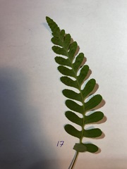 Polypodium amorphum