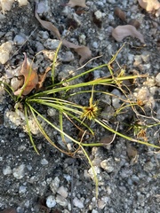 Cyperus perennis