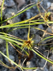 Cyperus perennis