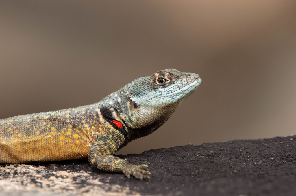 Amazon Lava Lizard