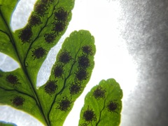 Polypodium amorphum