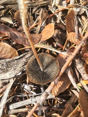 Psathyrella gracilis