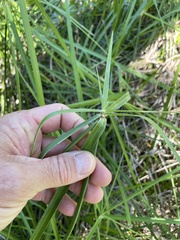 Cyperus dioicus