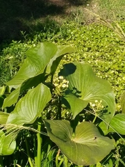 Sagittaria montevidensis